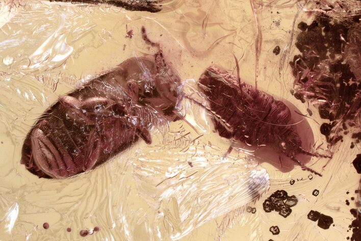 Fossil Hairy Fungus Beetle, Scale Insect & Fungus Gnat in Baltic Amber #343331